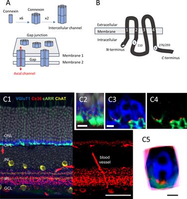 When microscopy and electrophysiology meet connectomics—Steve Massey’s contribution to unraveling the structure and function of the rod/cone gap junction